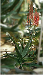 Aloe Vera