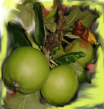 Der Apfel in der Kosmetik Der Apfel in der Kosmetik