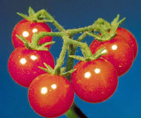 Tomaten Kosmetik