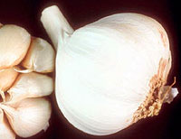 Knoblauch