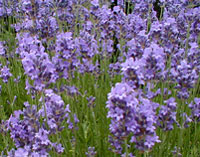 Lavendel-Bad
