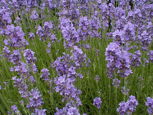Lavendel in der Blüte